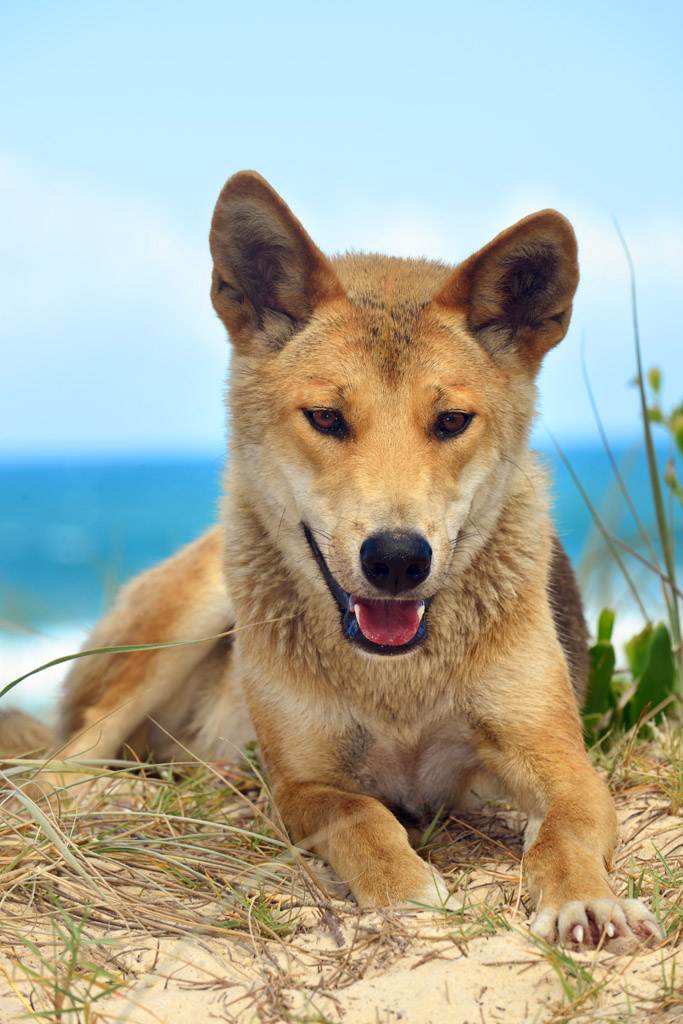 Новогвинейская поющая собака: описание породы, характер, фото | все о собаках