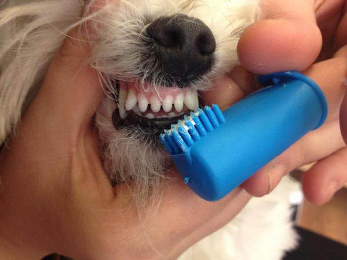 Почему у собаки пахнет изо рта: 7 распространенных причин