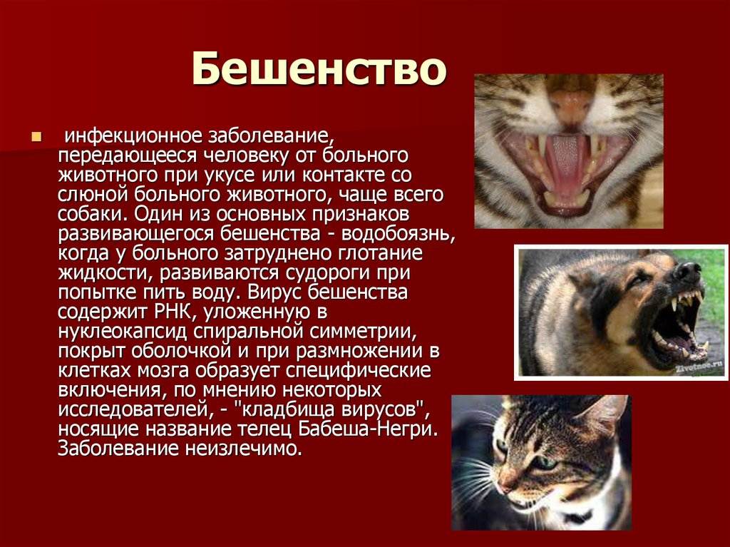 Симптомы бешенства у кошек. признаки бешенства у кошек и меры его профилактики | ветпрактика