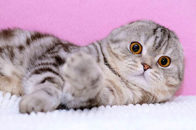 Шотландская вислоухая кошка: описание породы скоттиш фолд, характер и окрас котика, фото кота, кормление шотландца и уход за котёнком