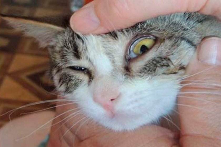 У кошки гноятся глаза: что делать