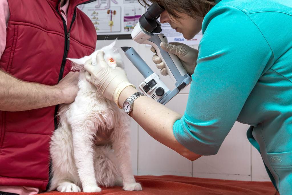 Стерилизация кошек уколом