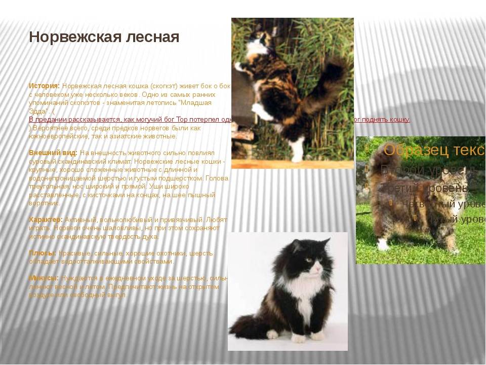 Норвежская лесная кошка: описание породы с фото и видео