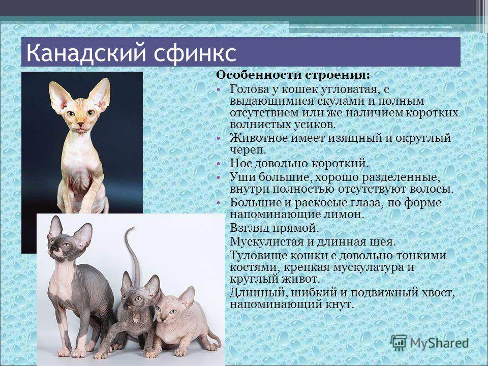 Донской сфинкс: описание породы с фото — pet-mir.ru