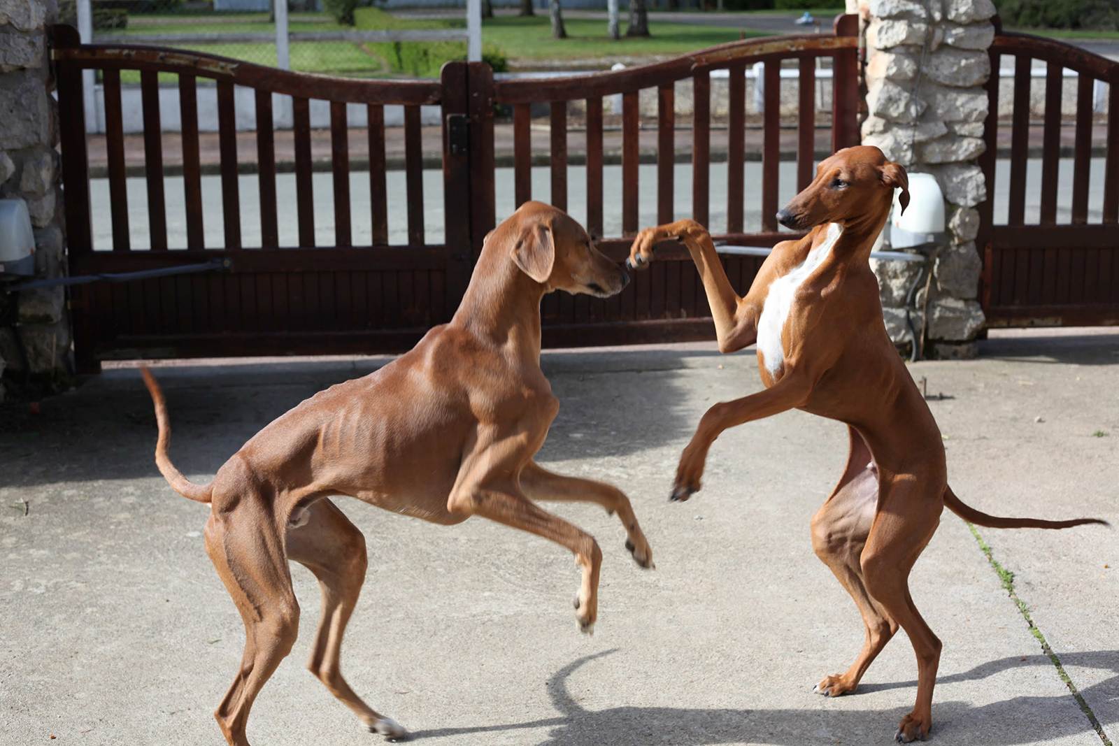 Азавак − фото собаки, описание, характер породы, цена щенков