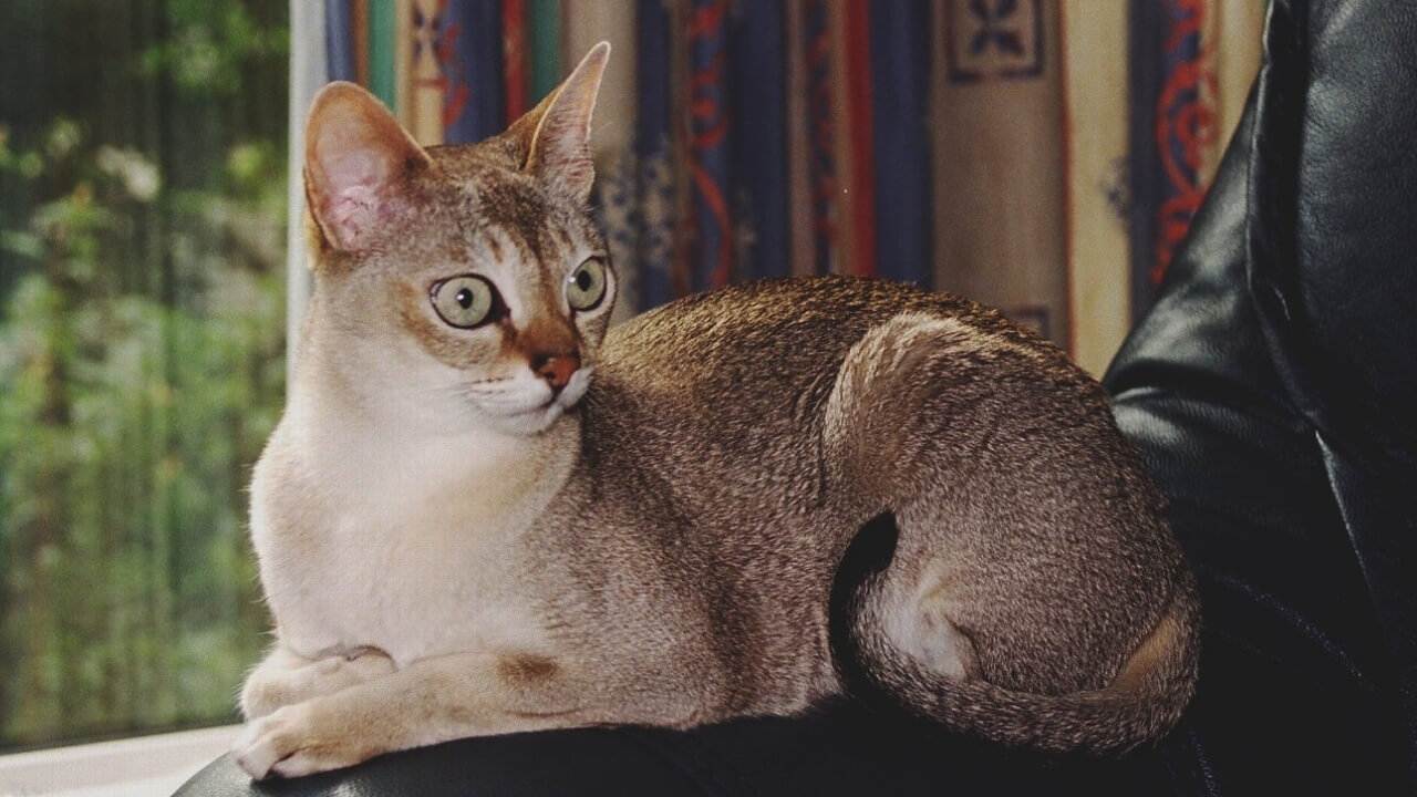 Сингапурская кошка: описание породы, характеристики, фото, правила ухода и содержания – petstory