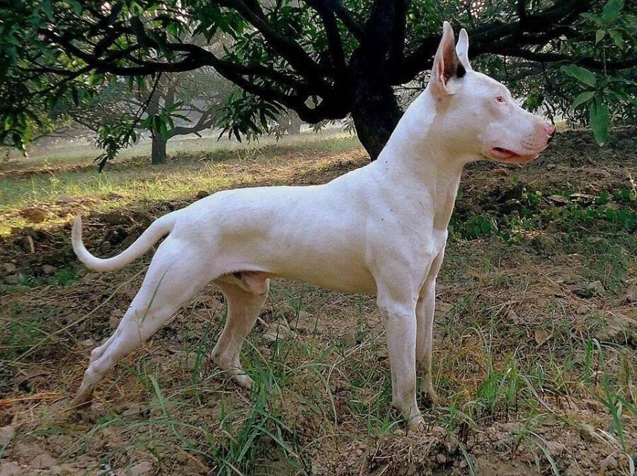 Характеристика породы собак гуль донг, правила содержания животного