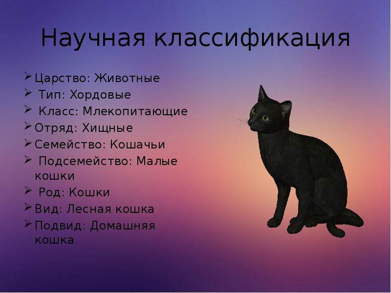 Как, откуда и когда появились кошки на земле и в россии: 22 фото