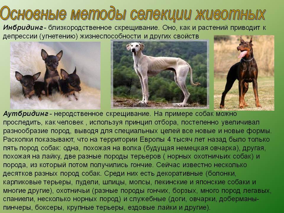 Топ-12 гибридных пород собак, о которых вы вряд ли слышали — новости барановичей, бреста, беларуси, мира. intex-press