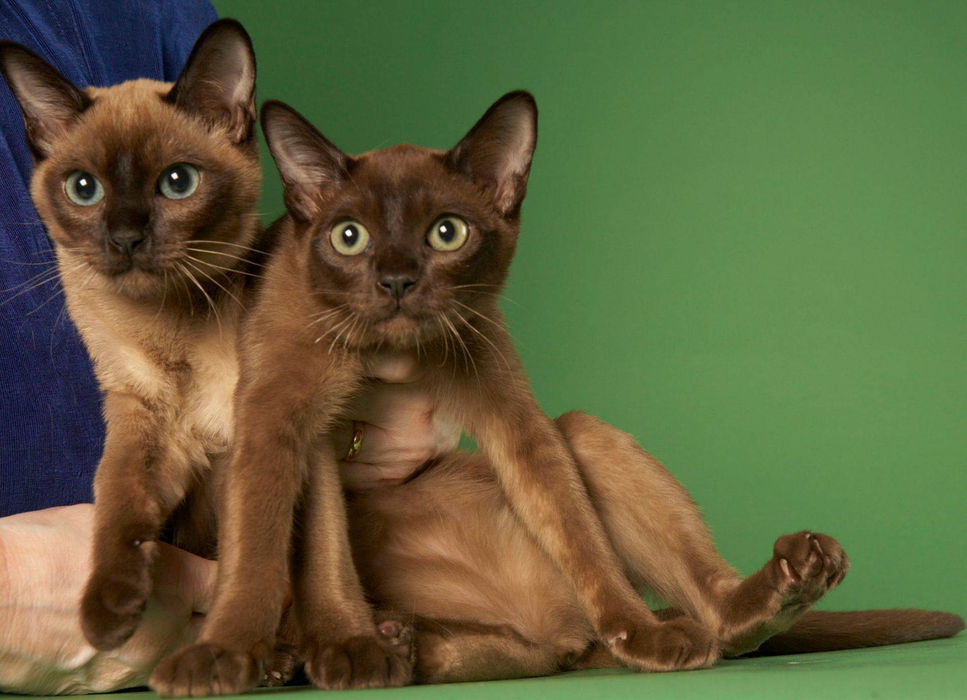 Тонкинские кошки: описание породы, характер, здоровье