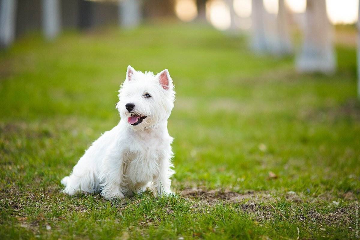 Вест хайленд уайт терьер: характеристика породы и особенности содержания собаки в квартире