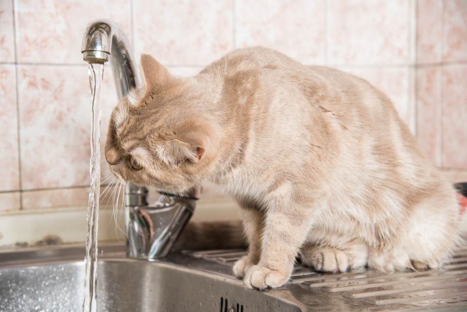 Кошка без воды - как долго может прожить и сколько требуется воды для кошки. видео советы ветеринаров + 125 фото