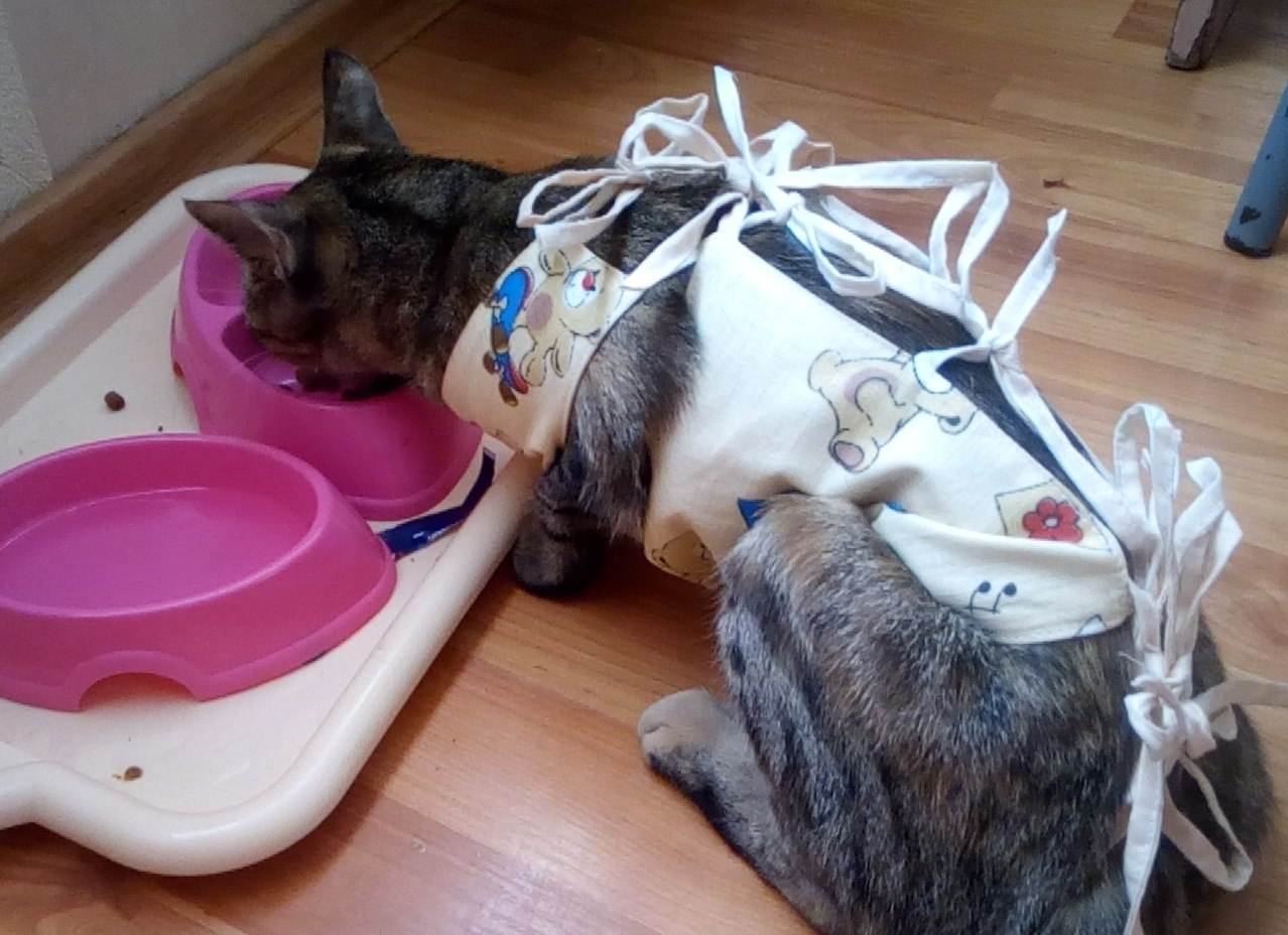 Почему кошки после стерилизации не едят и не пьют воду: что делать