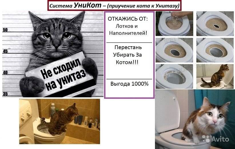 Кошка перестала ходить в лоток – что делать хозяину? - kupipet.ru