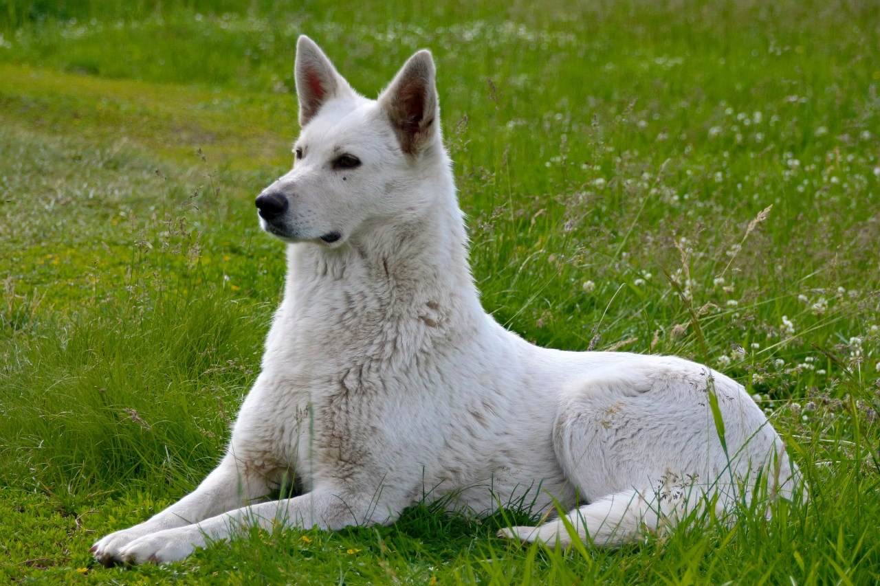 Белая швейцарская овчарка: фото, описание, характер, содержание, отзывы