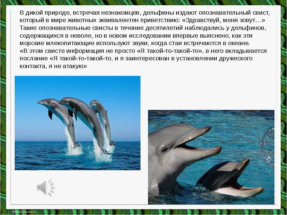 Почему люди любят дельфинов?