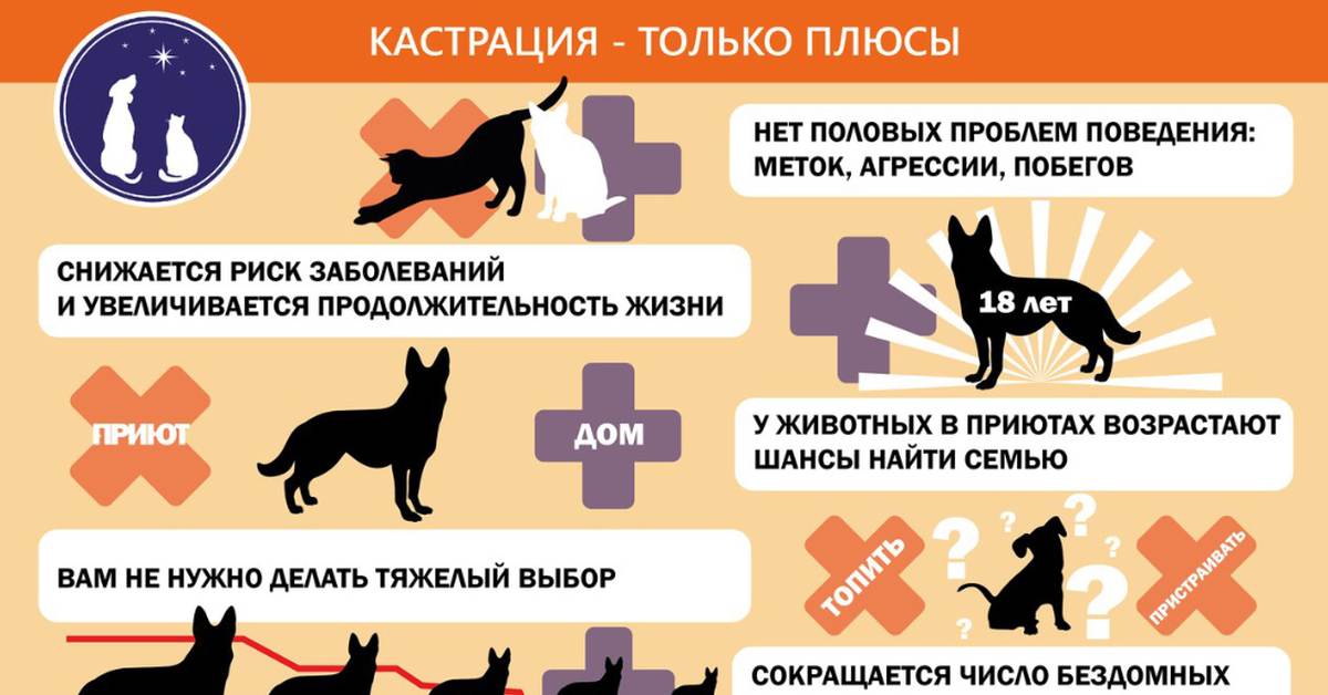 Кастрация кота-крипторха: подготовка животного и послеоперационный уход | ваши питомцы