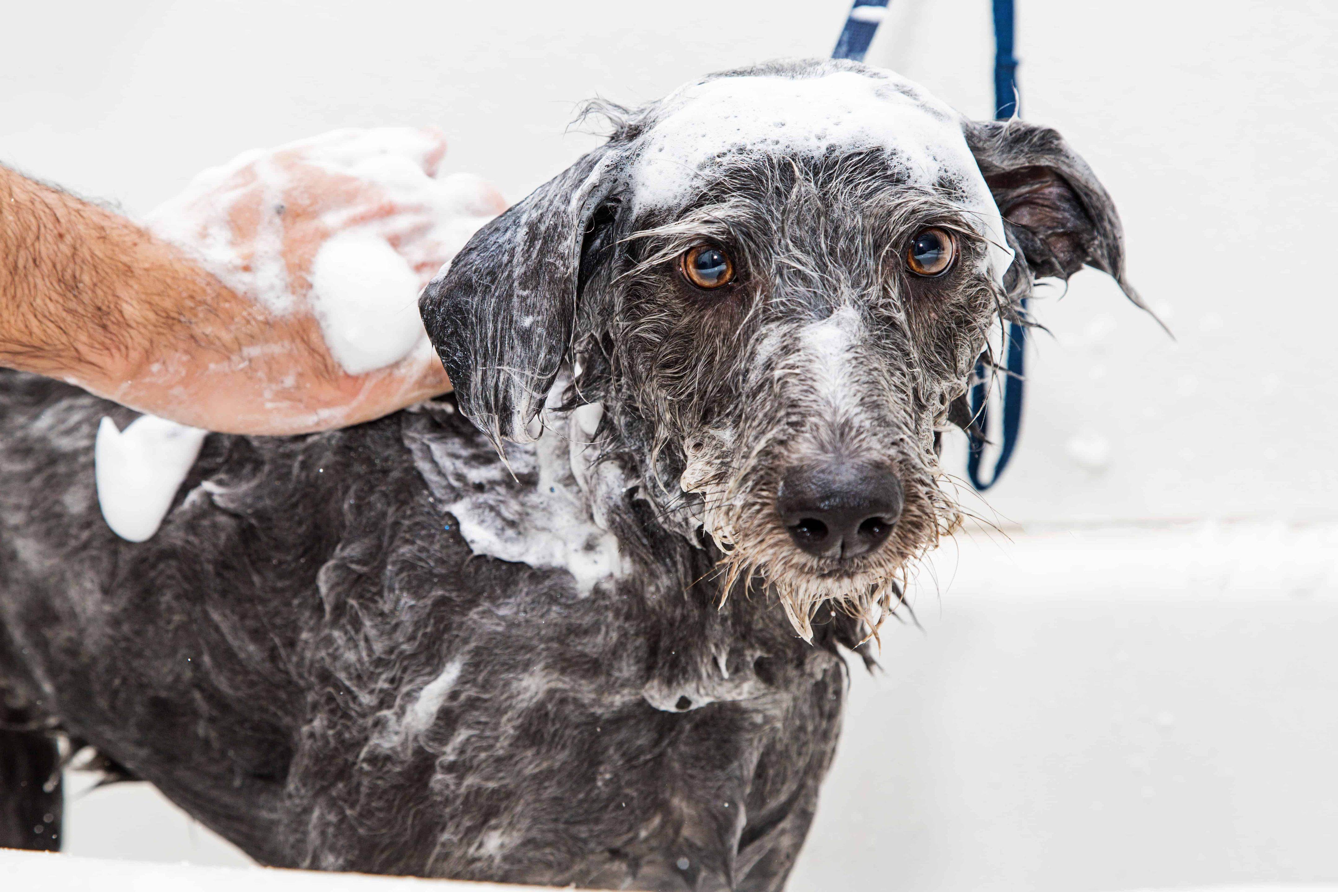 Можно мыть собаку человеческим шампунем. Мытье собаки. Купание собак с шампунем. Собака помыта человеческим шампунем. Собаку пытаются помыть.