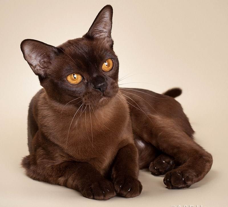 Йоркская шоколадная кошка: происхождение породы, особенности внешнего вида, ухода и содержания