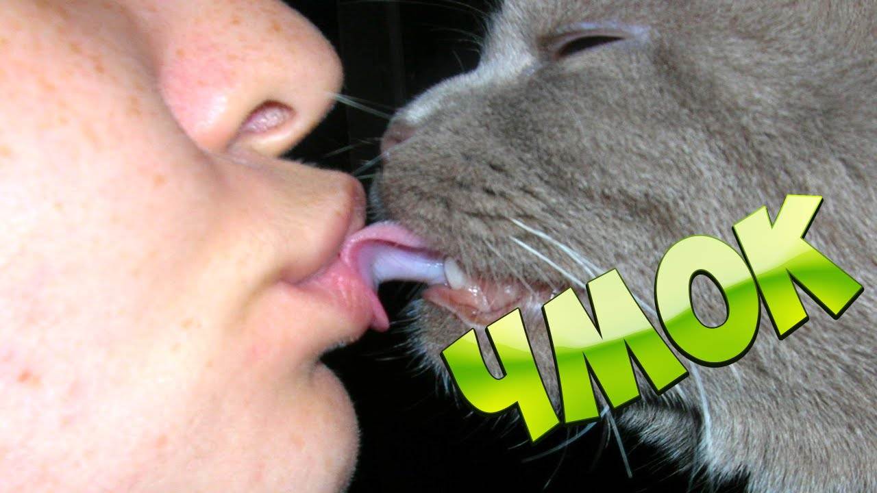 Почему нельзя целовать кошек: научная версия, суеверная