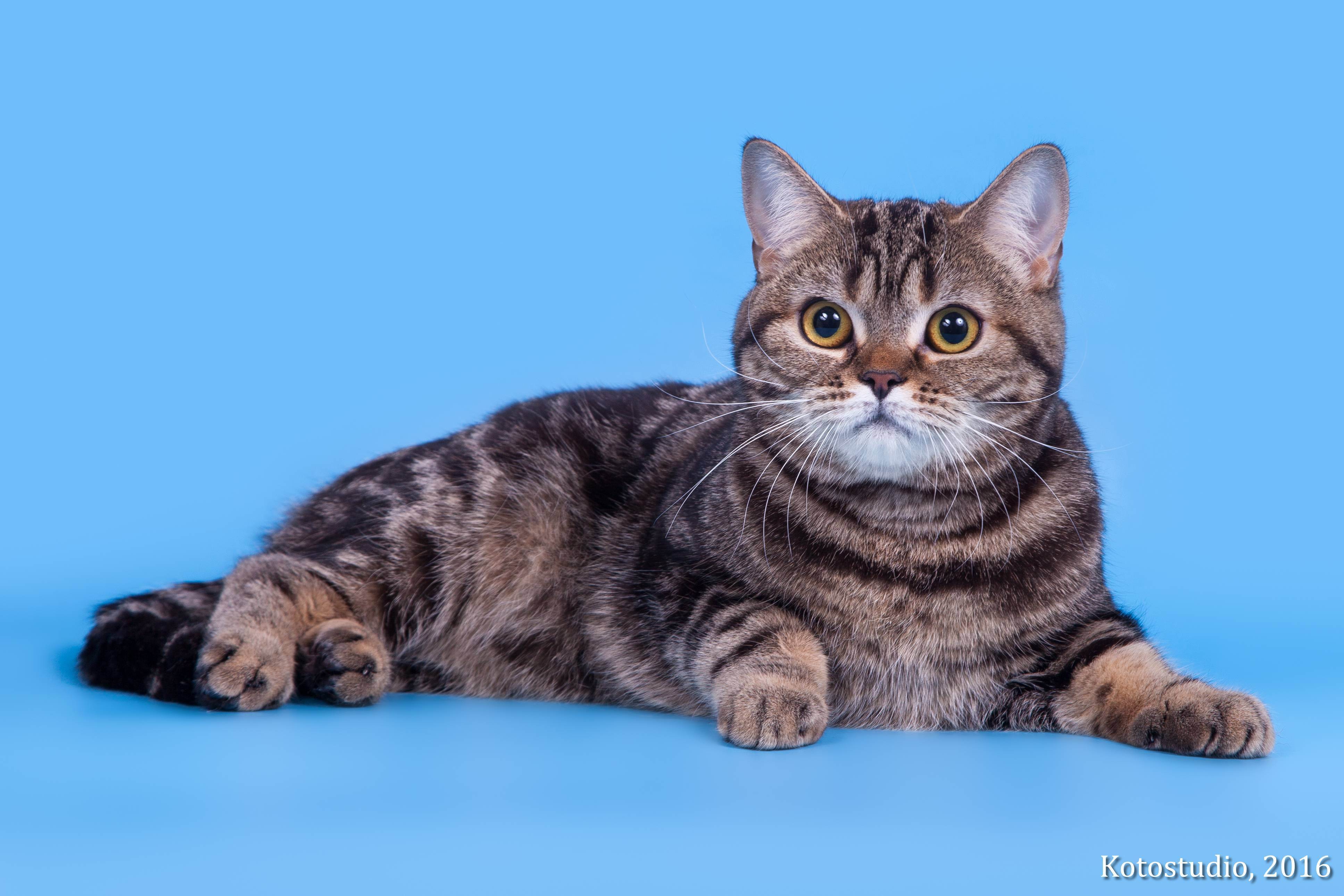 Шотландская длинношерстная прямоухая кошка хайленд-страйт: описание породы | муркотики
