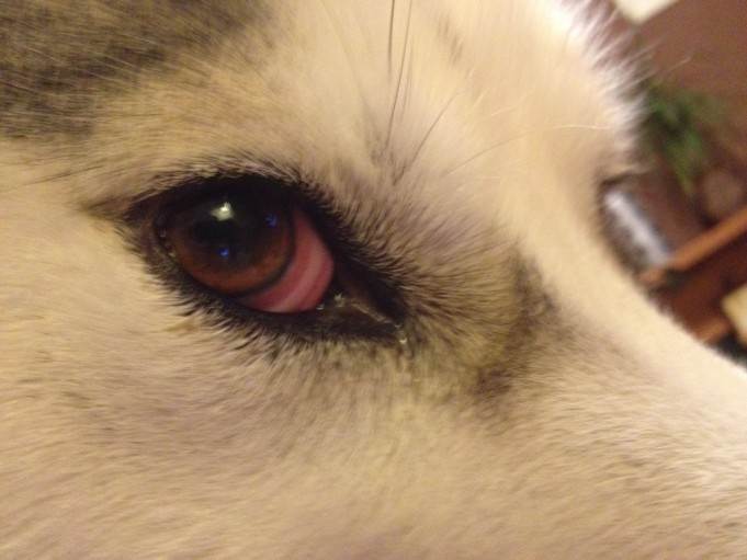 У собаки гноятся глаза: причины, чем лечть выделения и гной, что капать при покраснениях