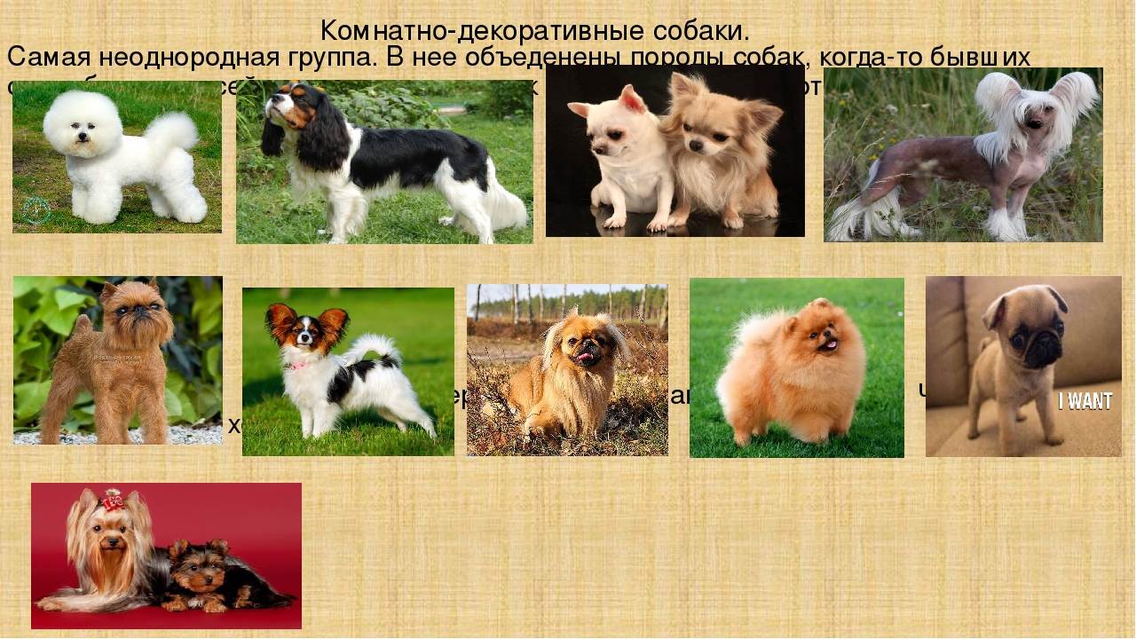 Маленькие породы собак - 35 маленьких собак с описанием и фото