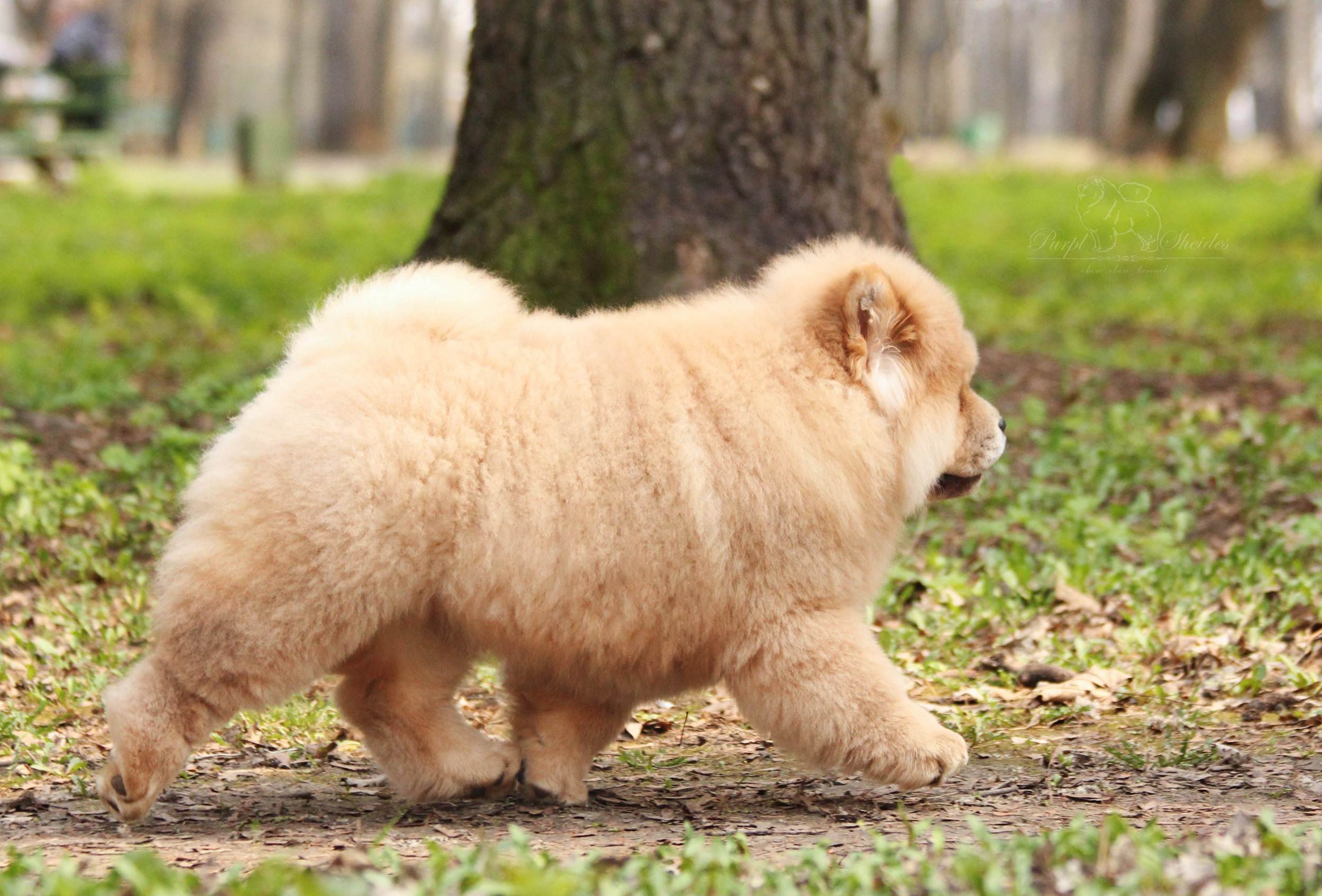 Характеристика чау-чау: описание породы собак с фото, видео и отзывами владельцев, сколько стоит