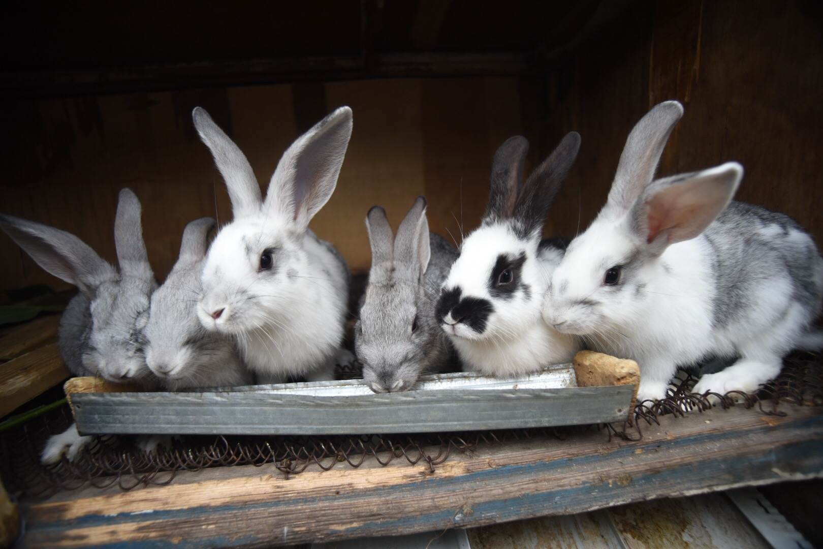 История кролика: одомашнивание и влияние на культуру человека – prokrolik: полезная информация про кроликов