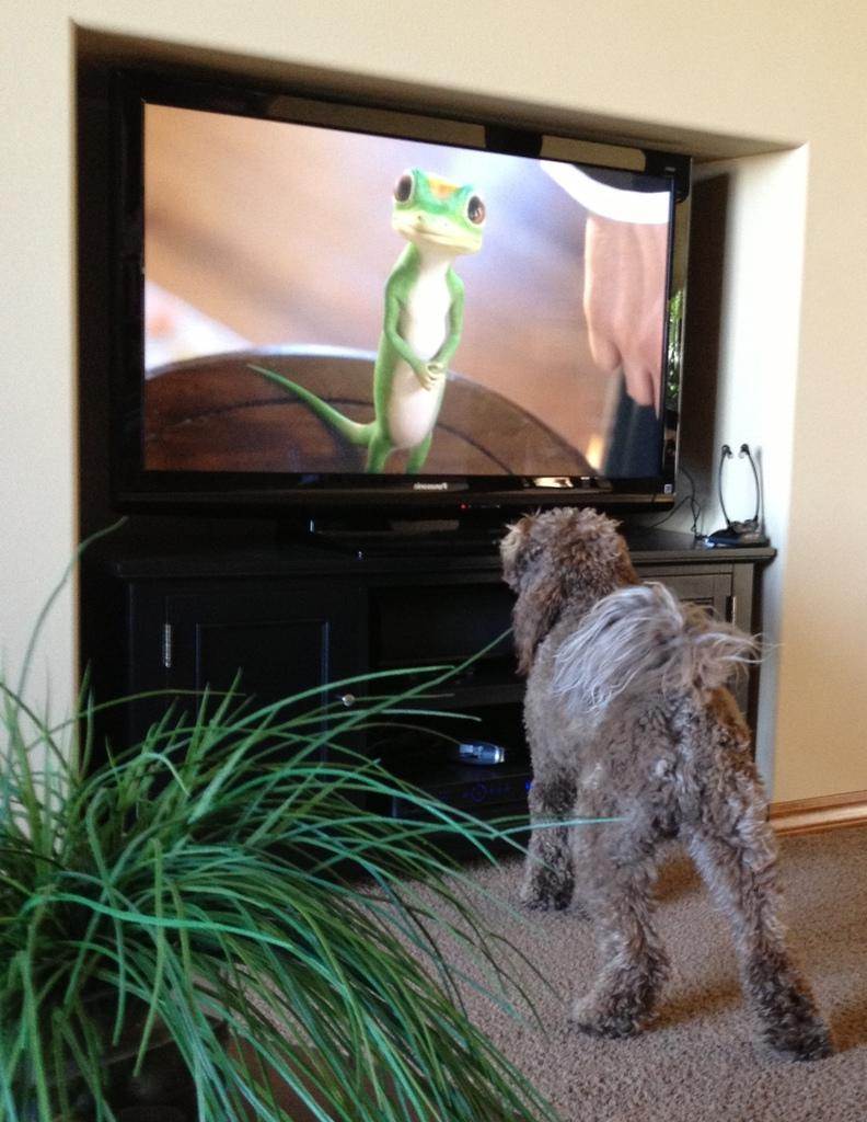 Осмысленно ли животные смотрят телевизор?