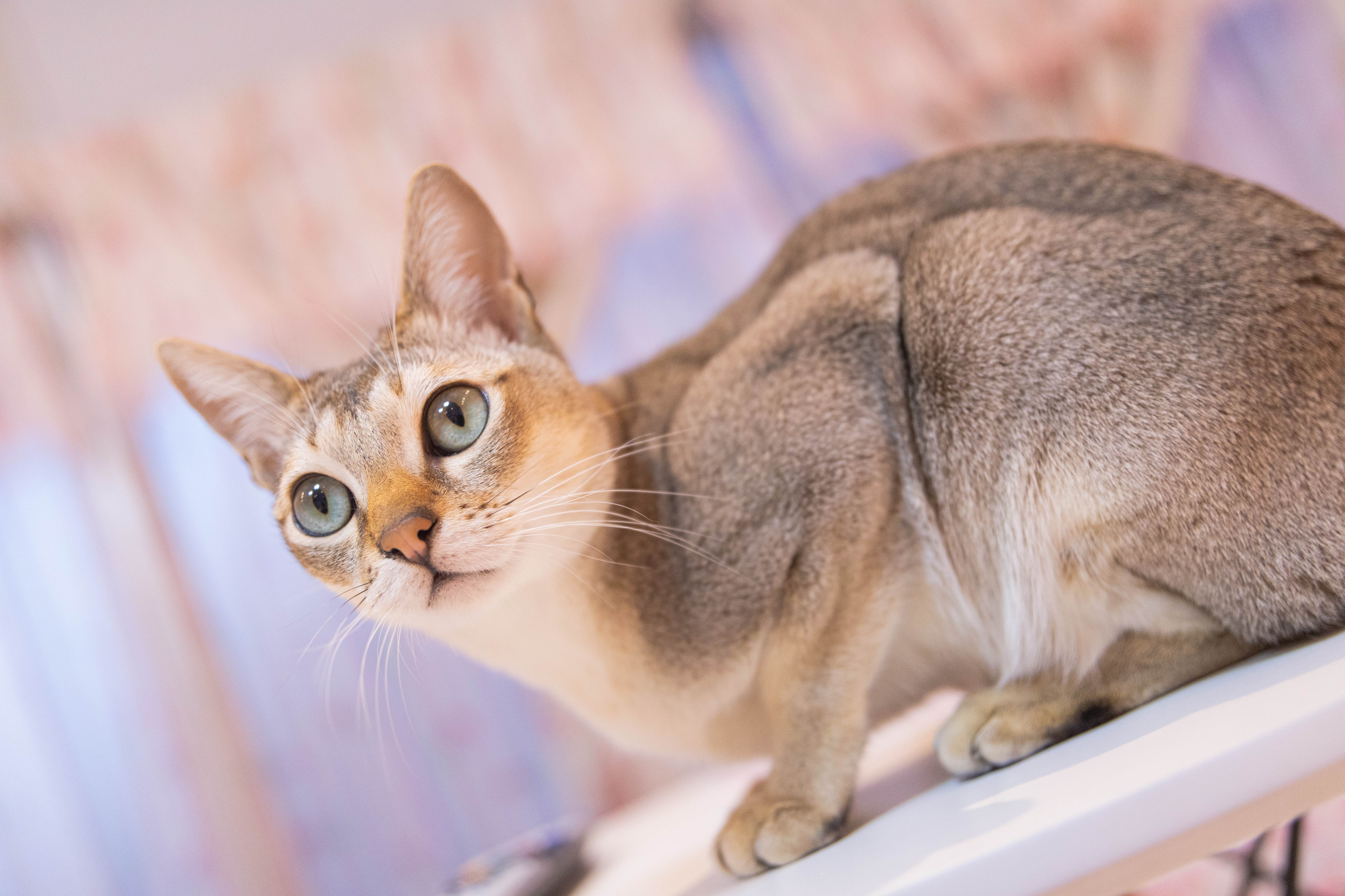 Сиамская кошка: стандарты породы, характеристики и особенности кошки (105 фото и видео)