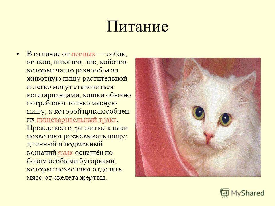 Кто такие обыкновенные домашние кошки, их подробное описание и систематика