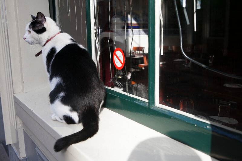 Путешествие 2 кошек из амстердама в лондон в кошкомобиле