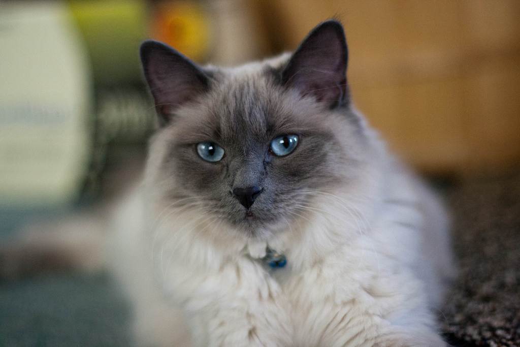 Балинезийская кошка - характер, уход, питание и болезни породы