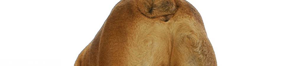 Воспаление параанальных желез у собак: что это такое и как проводится лечение