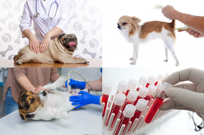 Эндометрит, его причины у собак и первые симптомыветлечебница рос-вет