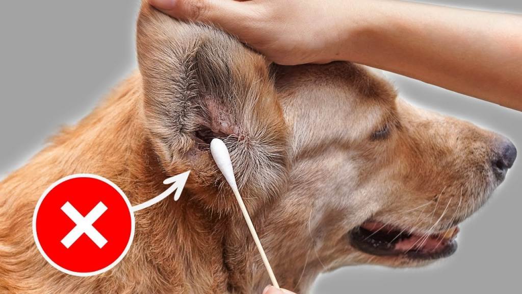 Причины появления запаха из ушей у собаки | ваши питомцы