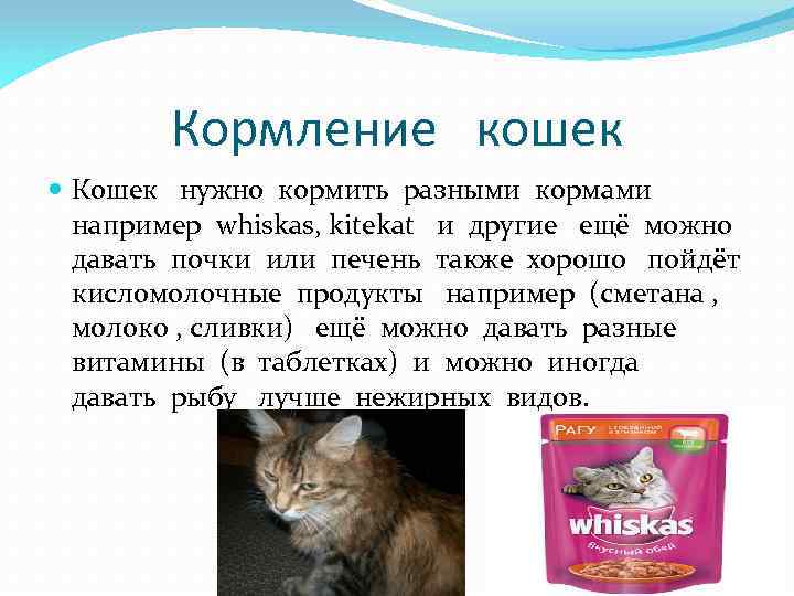 Можно ли кошкам молоко: вредно ли молоко и кисломолочные продукты взрослым кошкам и котятам