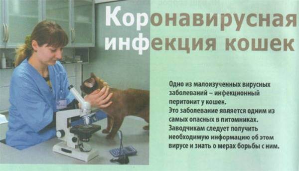 Коронавирусный гастроэнтерит у кошек лечение схема - 93 фото