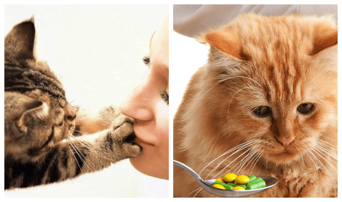 Почему нельзя обнимать котов и кошек: можно ли целовать питомцев