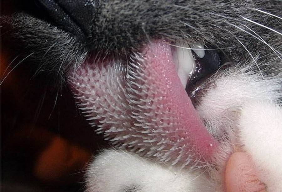 Зачем кошка высовывает кончик языка?