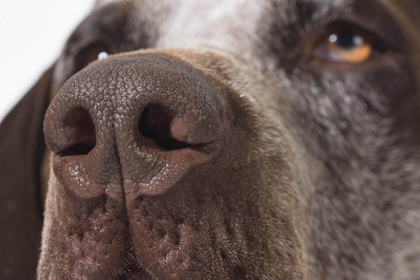От чего появляется насморк у собаки – лечение