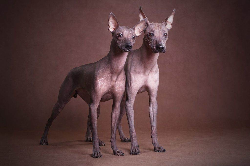 Самые страшные породы собак: подборка описаний и фото