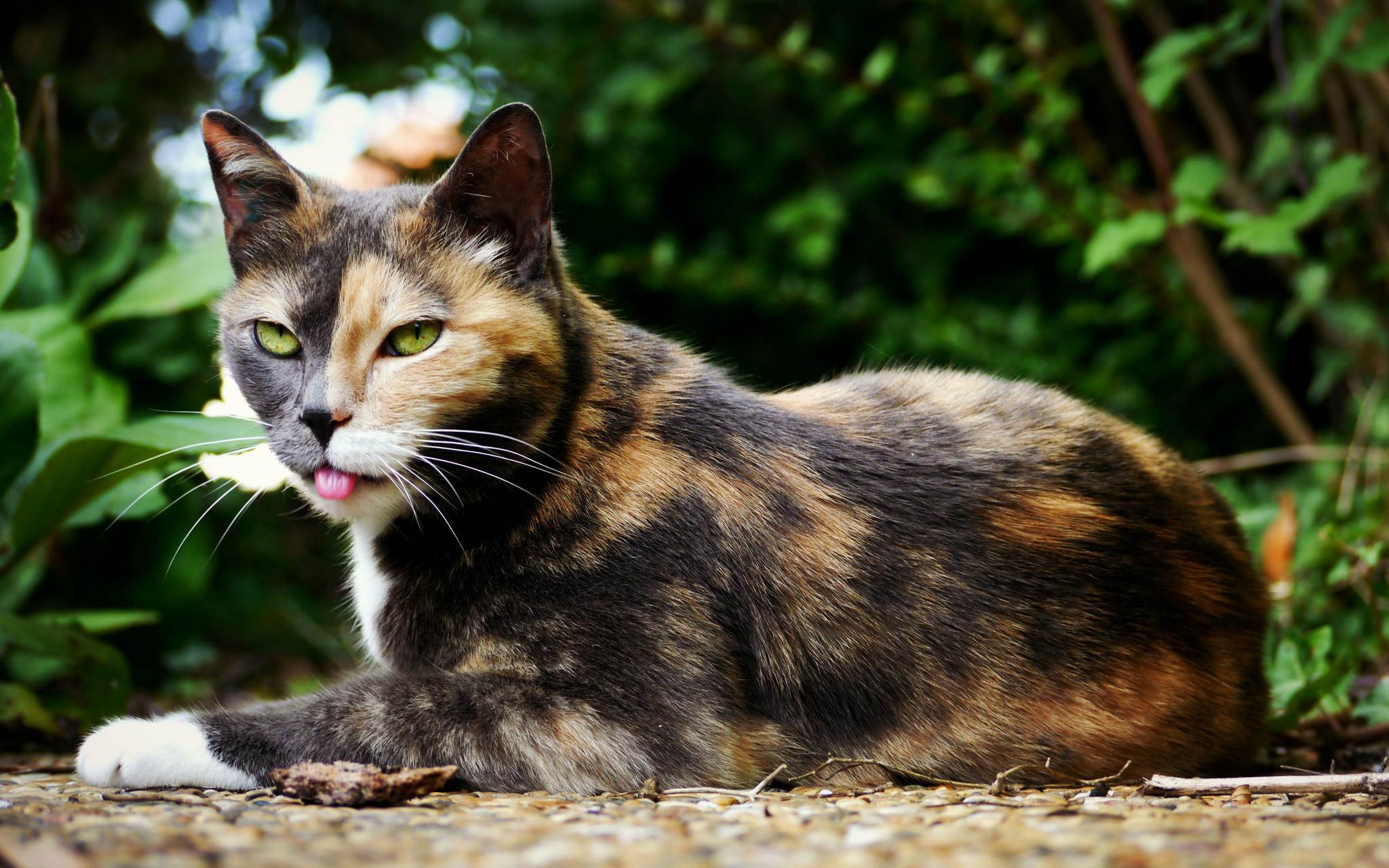 Трехцветная кошка. описание, особенности, приметы и породы трёхцветных кошек