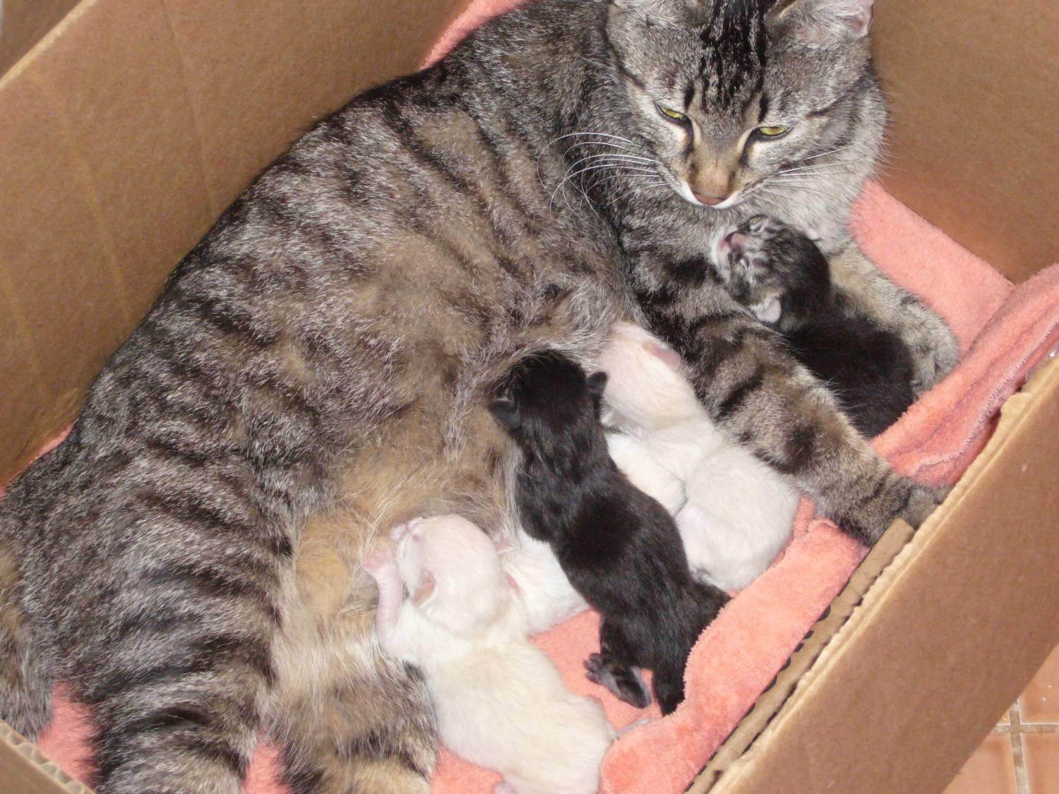 Домашние котята. Котята с мамой.