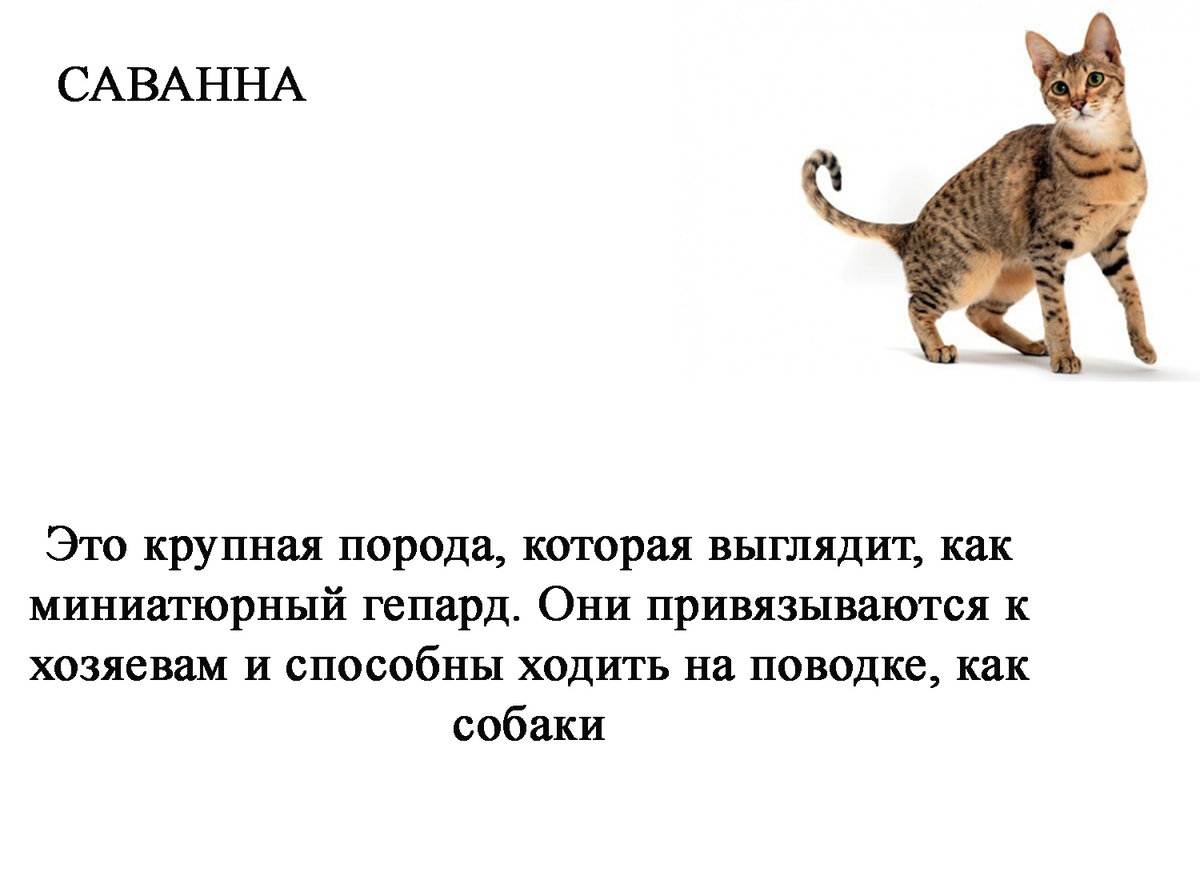 12 самых дорогих пород кошек