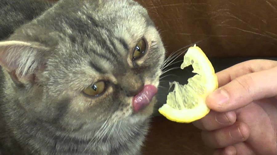 Почему от кота пахнет неприятным запахом, кошка воняет тухлятиной
