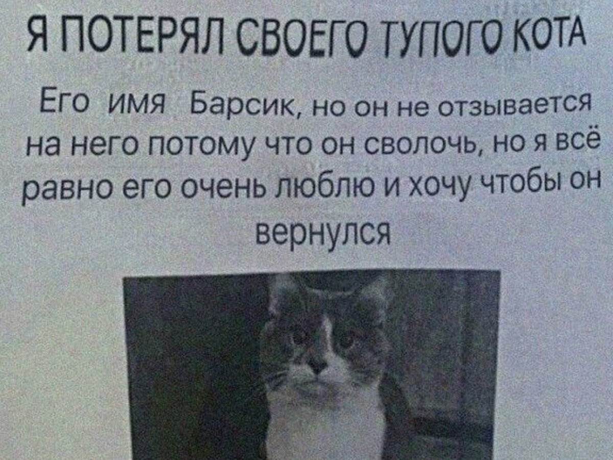 Разговорчивые кошки, что означает настойчивое мяуканье кошки, признак болезни кошки, психология кота кошки говоруна, поведение кошки, реферат почему кошка мяукает? психология кошки