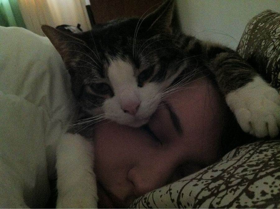Почему кошки устраиваются спать в нашей постели? - статьи