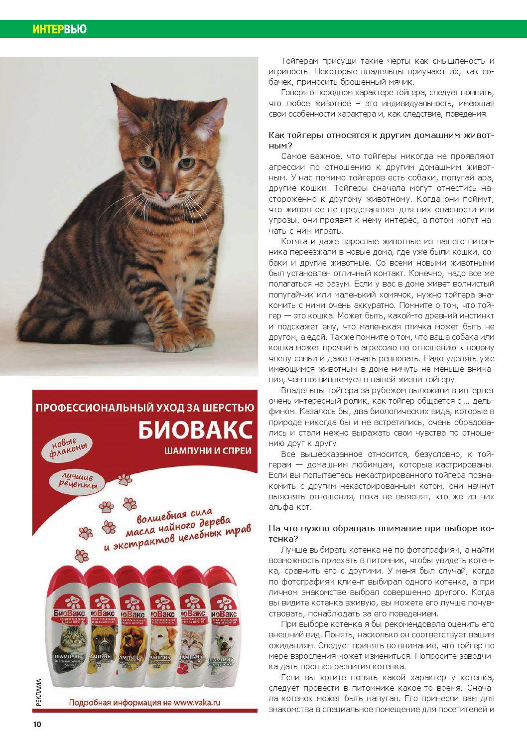 Порода кошек нибелунг: описание, уход, сколько стоит котенок, фото
